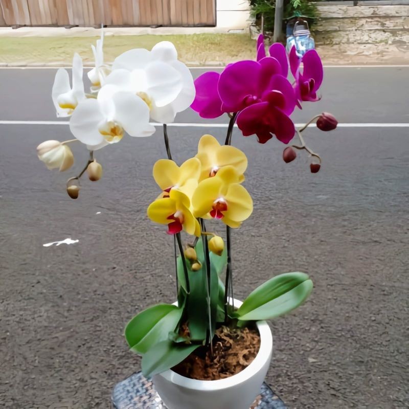(BISA COD) TERMURAH Anggrek Bulan JUMBO PASCA BUNGA / Tanaman Hias Anggrek Bulan Bunga Hias Anggrek 