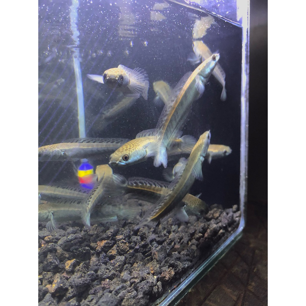 HOBI CHANNA YELLOW SENTARUM SIZE 8-9CM BAHAN PROGRESS GARANSI 100% YS / MARU