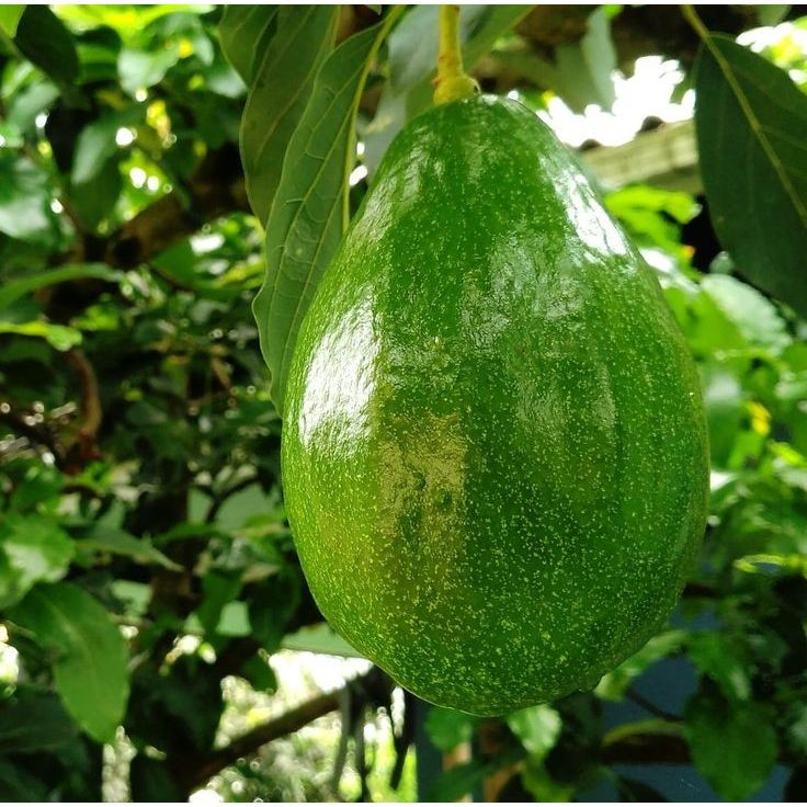 

alpukat mentega muria1kg 5-7 (di kirim keadaan mentah)