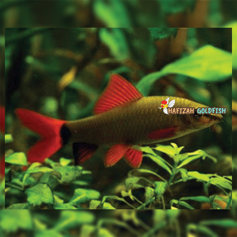 Ikan Hias Redfin Hitam PAKET ISI 3 / Ikan Pembersih Aquarium / Ikan Hias Air Tawar