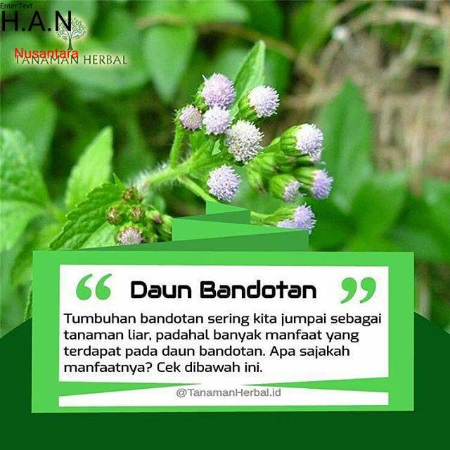 

COD Daun bandotan babadotan segar 500gram siap petik non pestisida
