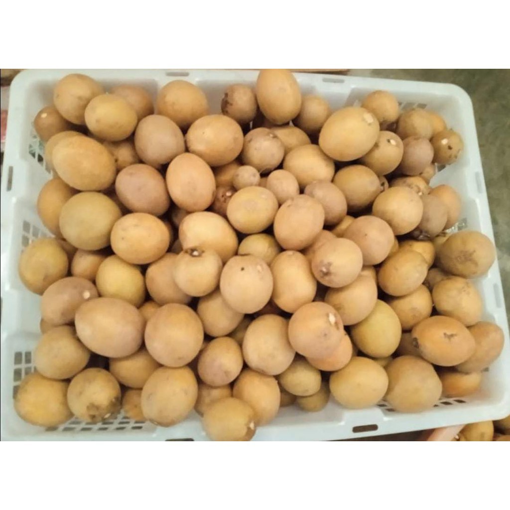 

MTBlazter - Sawo Madu Premium 1 Kg – Manis Legit, Cocok untuk Camilan Sehat