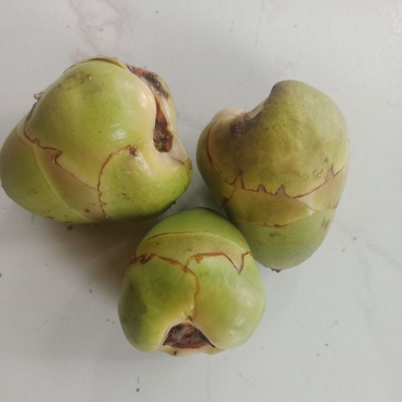 

[RS] Buluk/Cembuluk/Bakal Kelapa Kecil Fresh Herbal