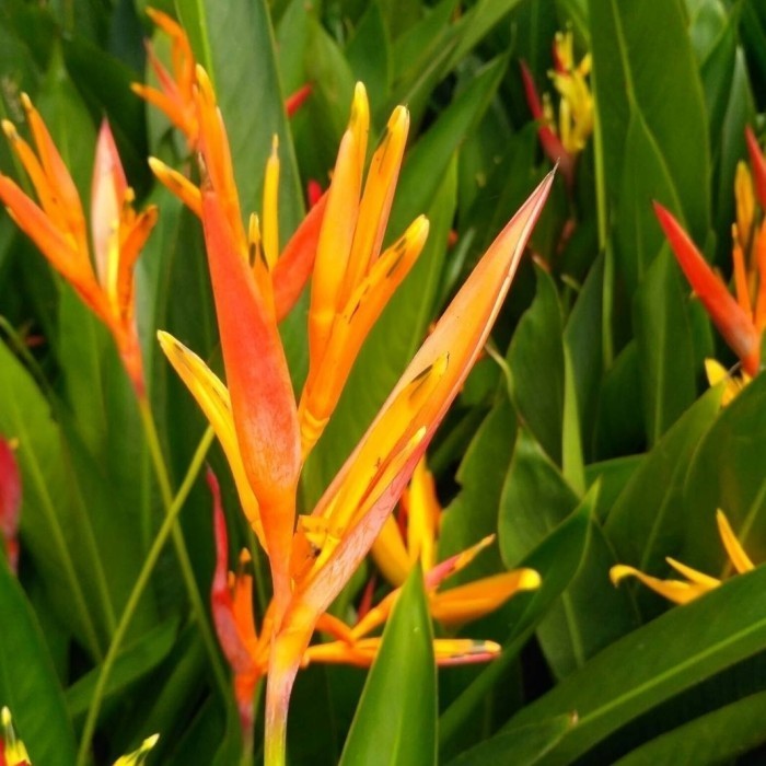 Tanaman Hias Pisang Heliconia - Pohon Pisangan Heliconia Bunga