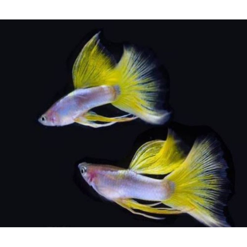 

stiker anomali hiasan aquarium ikan Guppy pingu 2pcs sepasang