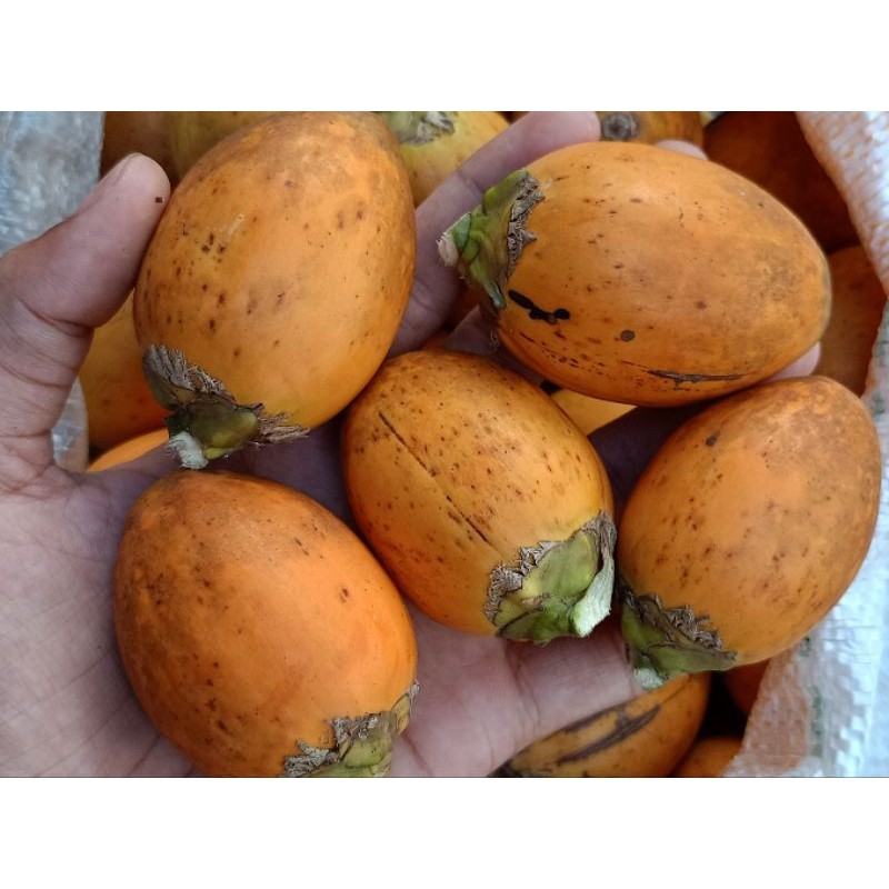 

TERMURAH buah pinang tua asli 1 kg buah jambe tua / obat penambah setamina / obat herbal alami [GRATIS ONGKIR]