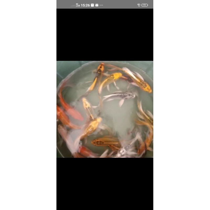 promo gacor koi kumpay metalik slayer