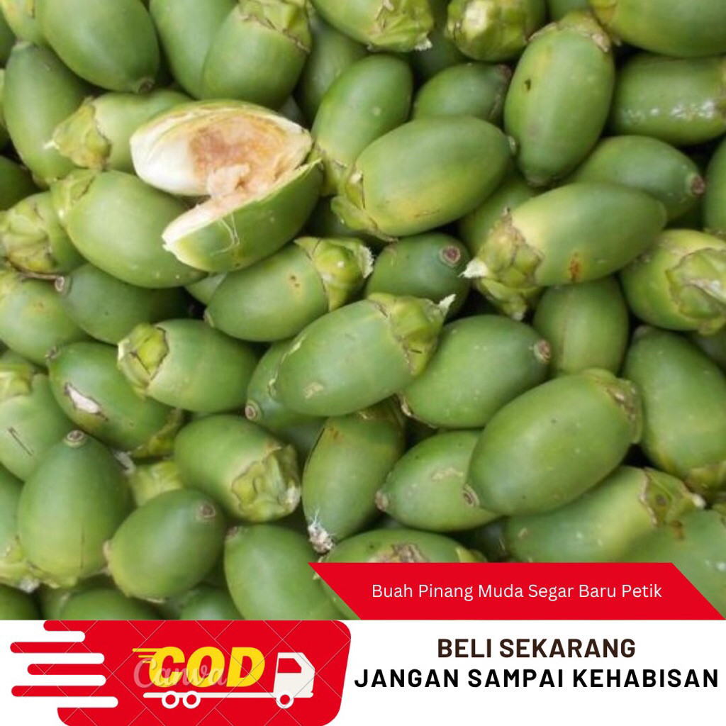 

Buah pinang muda Segar 500gram/Jambe Muda Fresh ak
