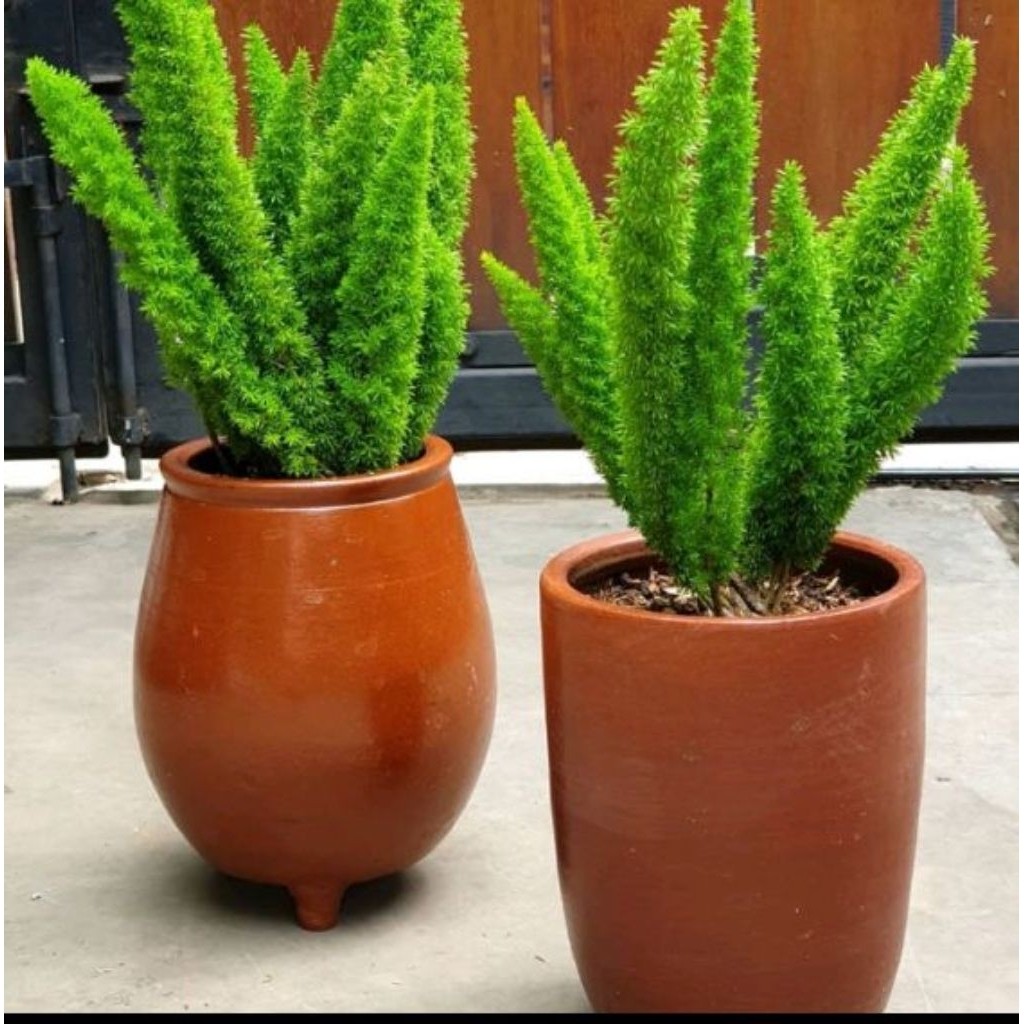 Tanaman Hias pakis Asparagus/pakis ekor tupai