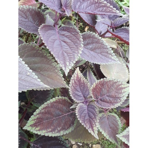 

Terlaris daun miana/daun iler/daun jawer kotok segar(100 lembar)/obat