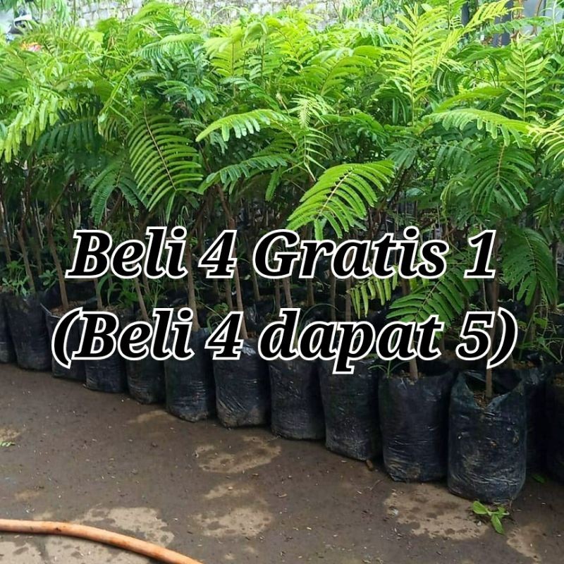 Bibit Pete okulasi/petai JUMBO Unggul Beli 4 Dapat 5, PETE HIBRIDA_bibit petai_bibit tanaman_bibit u