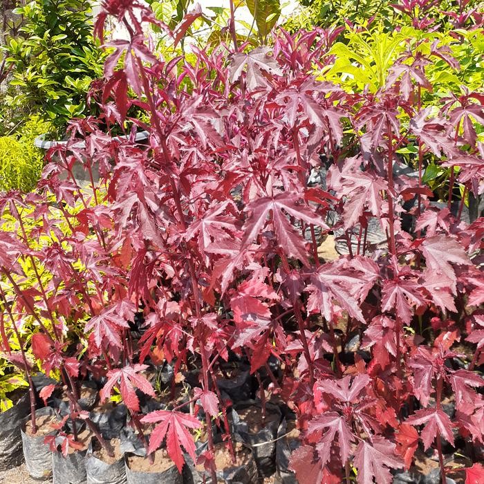 Tanaman Hias Red Panama/ Red Maple Daun Merah tanaman asli