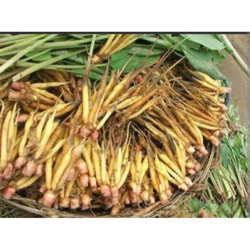 

temu kunci 500grm fresh J.Y.A Jy J