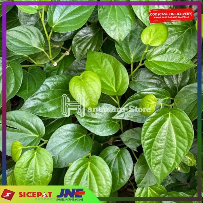 

DAUN SIRIH 500gr - HERBAL DAUN SIRIH - OBAT KEPUTIHAN