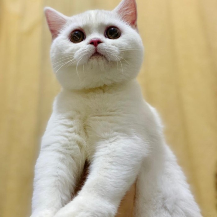 Open Adopt Kitten BSH Betina White Solid 4 Bulan – Sudah Vaksin – Kucing Lucu Manja Sehat Nonped