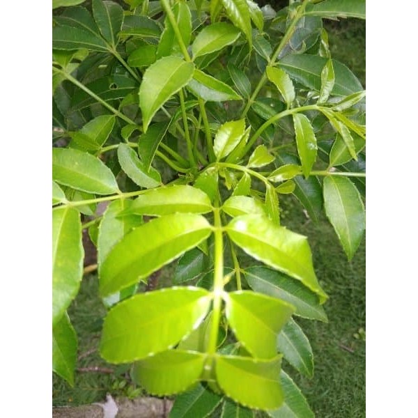 

Daun Kedongdong non pestisida