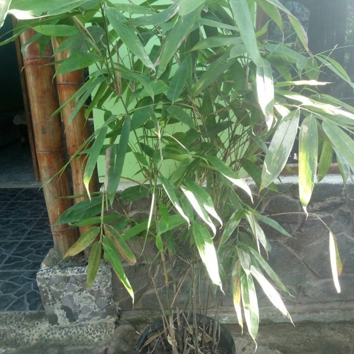 

Ready stok New Bibit Bambbu tamiang