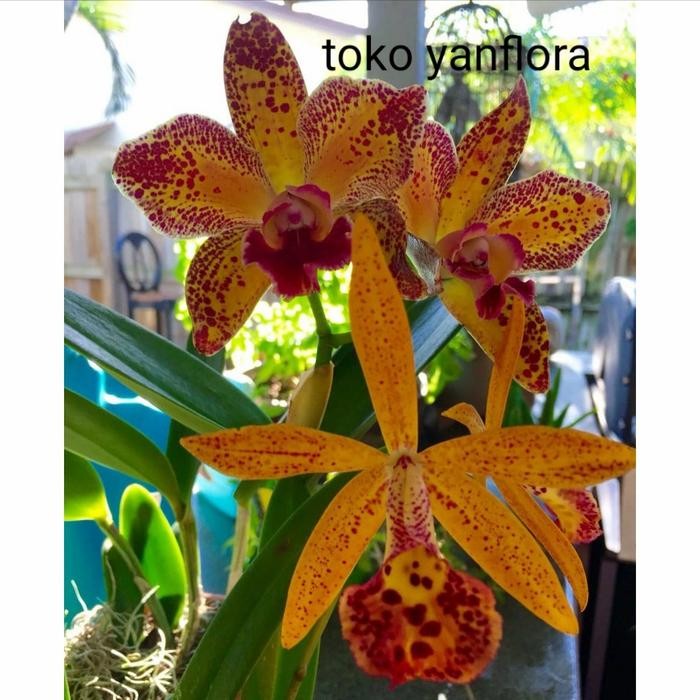 Anggrek dendrobium lineale