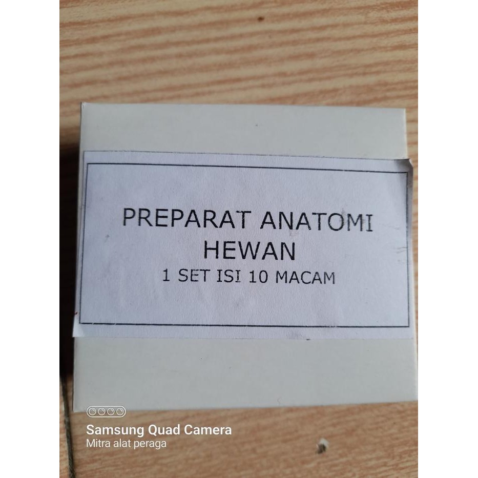 Preparat Anatomi Hewan