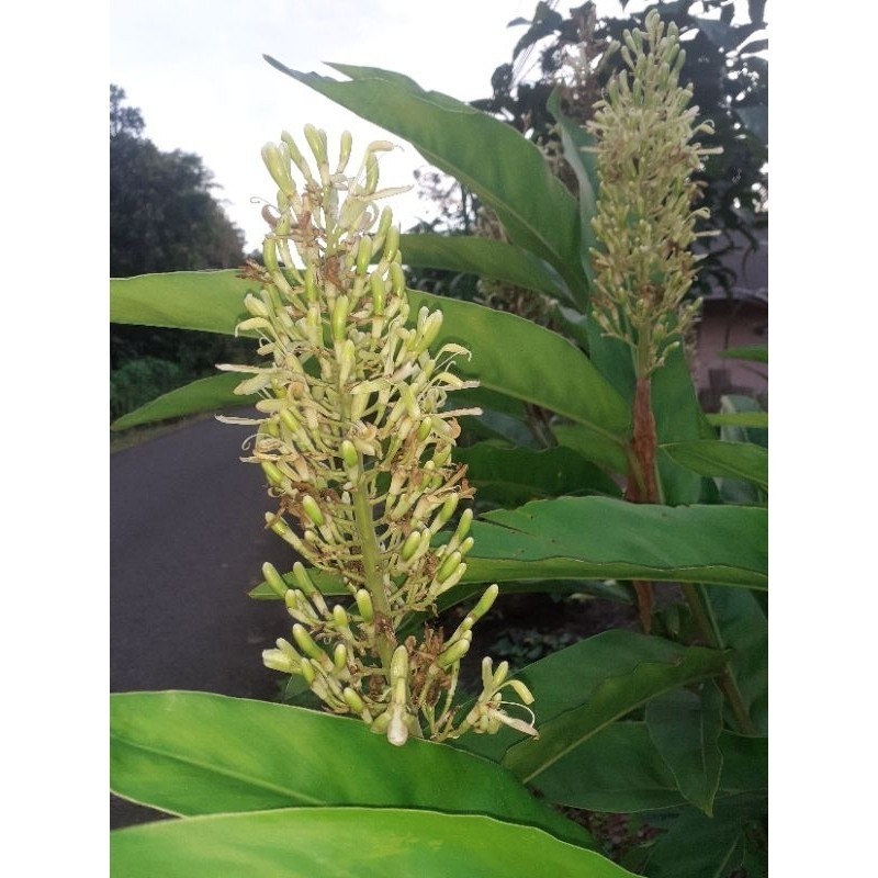 

Promo bunga lngkuas bunga laja herbal makasi