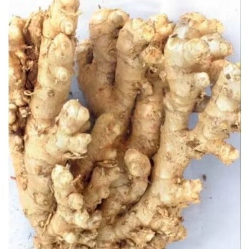 

Lempuyang Lampuyang segar herbal 500gr