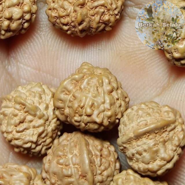 Jenitri Rudraksha Ganesha Belalai Berkah_Selalu