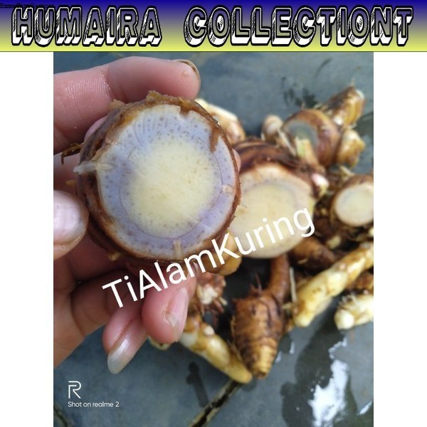 

Ready temu ireng atau temu hitam segar fresh250gr
