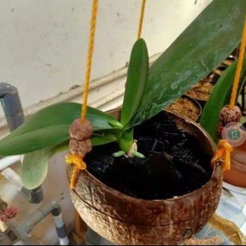 (Griya Pot Store) pot batok kelapa tempurung kelapa ukir gantung