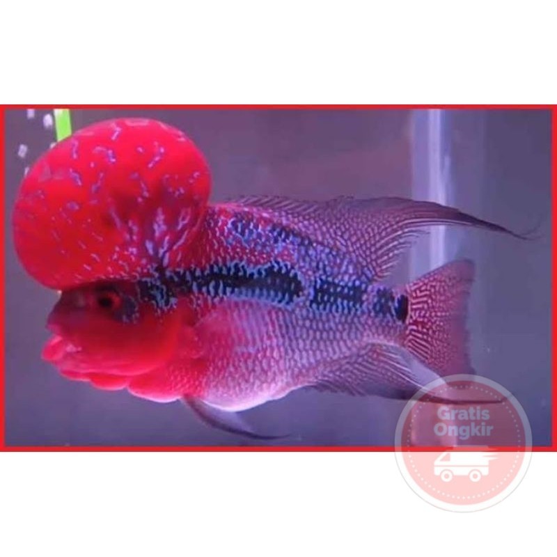 single Dekorasi aquarium burayak srd superd dragon 3-8 cm lohan flowerhorn louhan bomhead