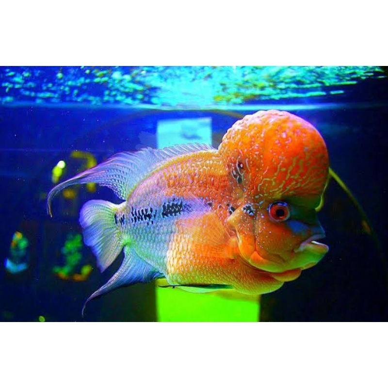 garansi Hiyasan aquarium burayak lohan Gbx SRD louhan golden base lohan