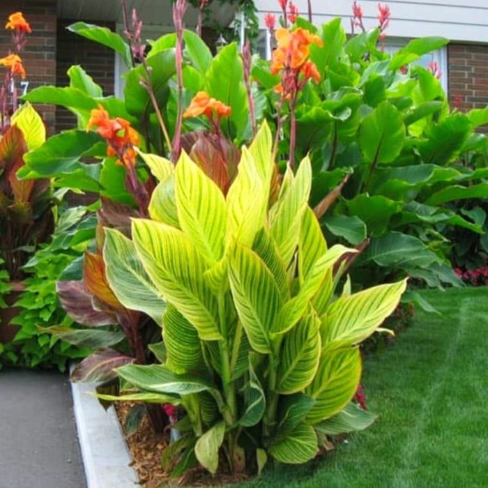 pohon kana kuning/tanaman pisang Kana golden