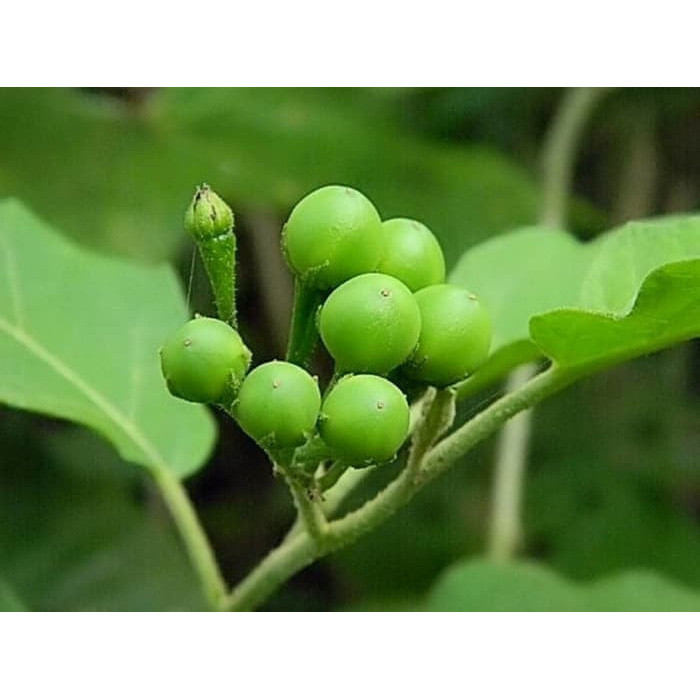 

Buah takokak segar 250 gram fresh