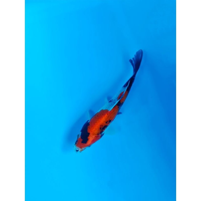 

KOI SHOWA BERKUALITAS UKURAN 15-20CM