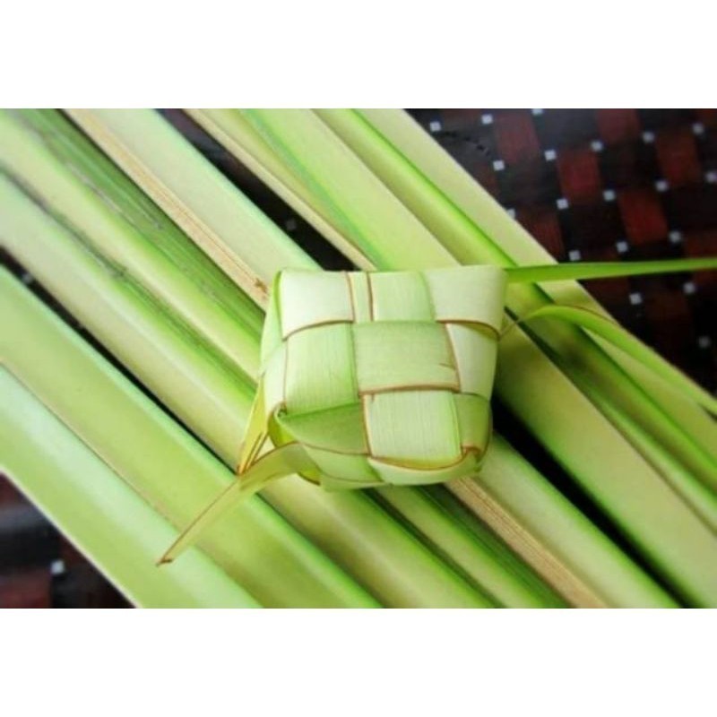 

Promo janur daun ketupat atau daun kelapa muda