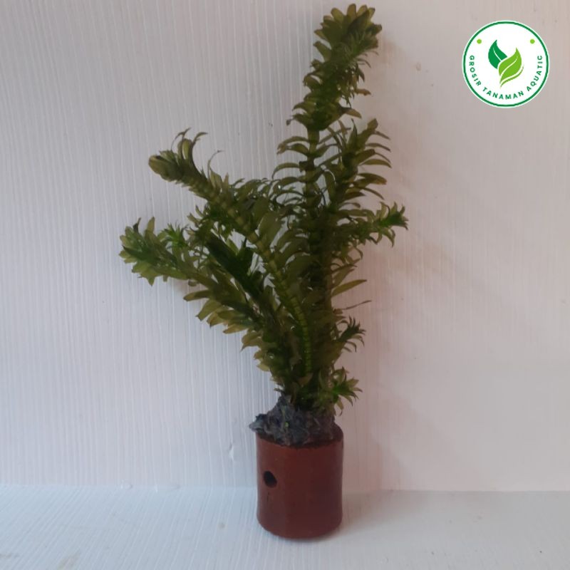 Hidrilla Densa Tanaman Aquascape Hiasan Aquarium Aksesoris Aquascape Tanaman Hidup