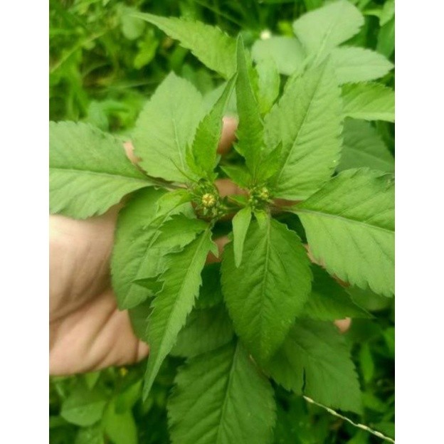 

promo Daun Hareuga Segar 1 Kg / Daun Anjeran / Daun Katul / Daun Ketul / Sayur Ketul / Daun Legetan kualitas segar dan terbaik