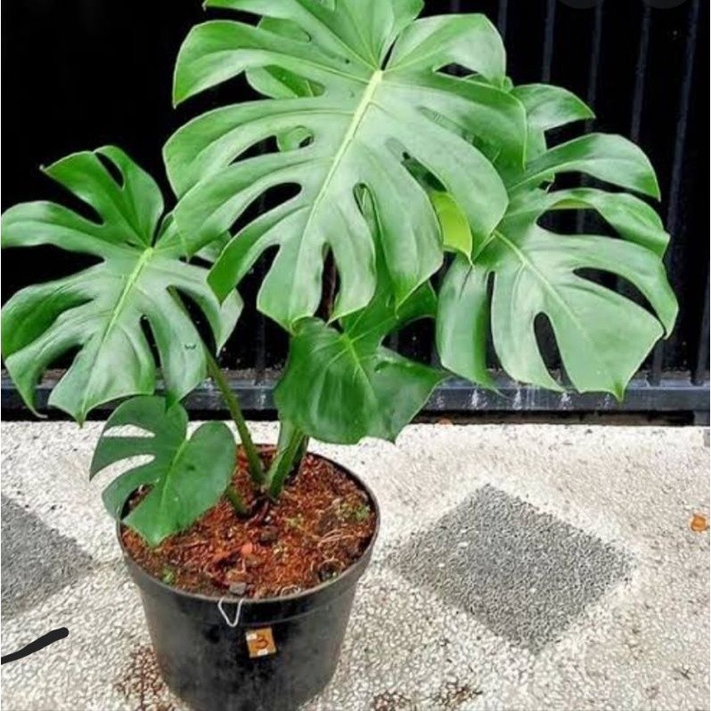 monstera king-monstera giant bonggol