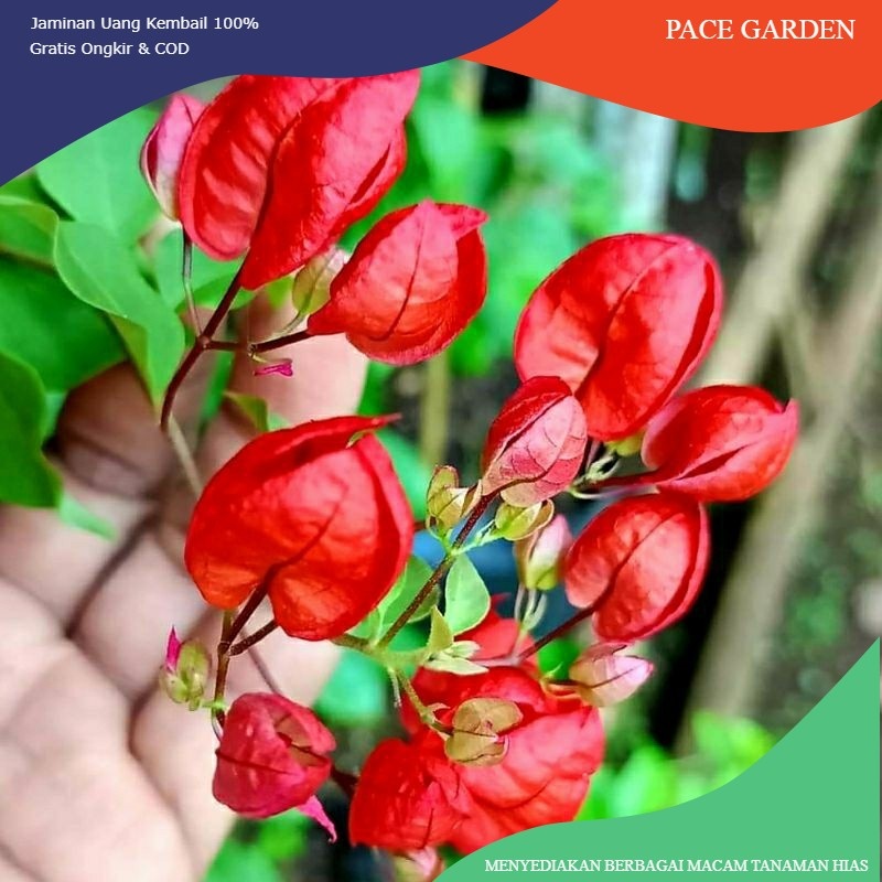 Bunga Bougenville Anggur Red Chili