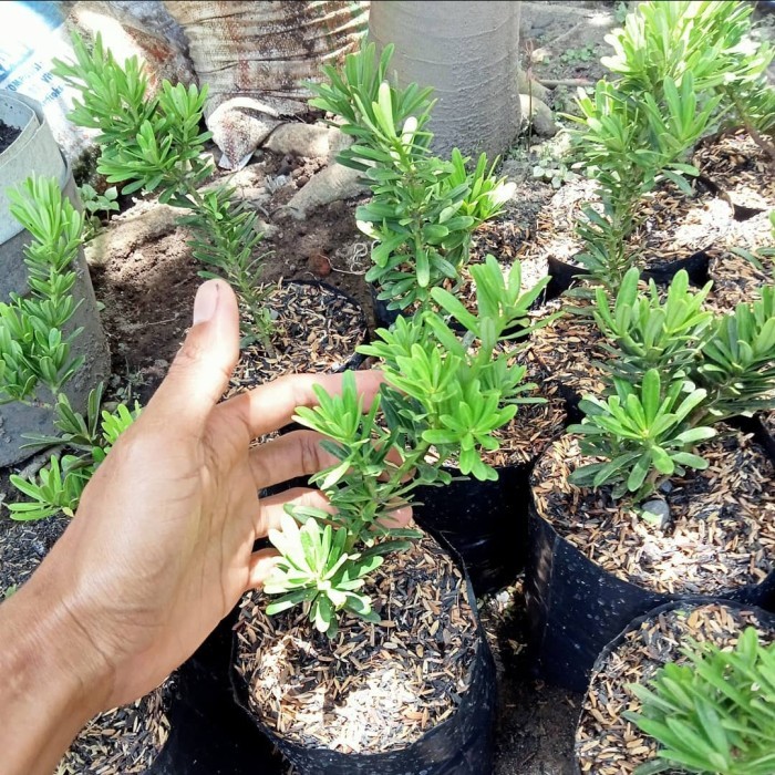 (TERLARIS) tanaman lohansung cincuan bibit pohon lohansung cincuan tanaman hias lohansung cincuan