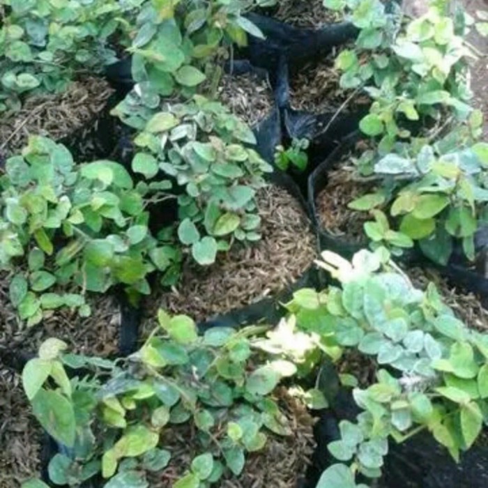 (TERMURAH) pohon dolar rambat daun kecil atau dolar mini