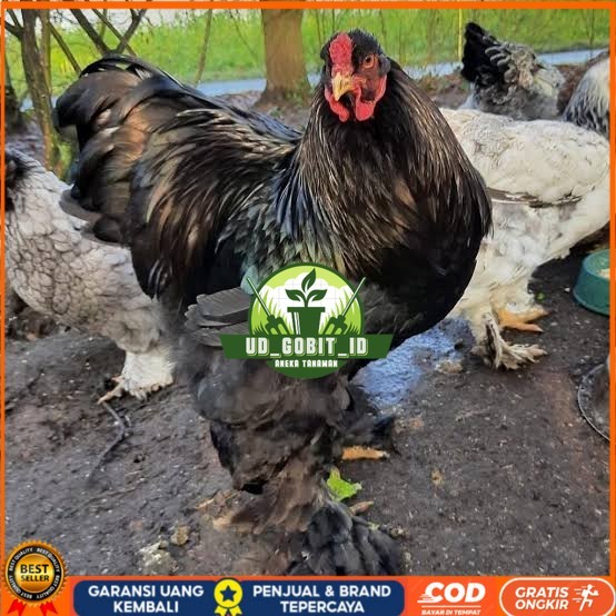 

Telur ayam brahma jumbo / telur ayam hias / telur fertil siap cod UD_GOBIT_ID