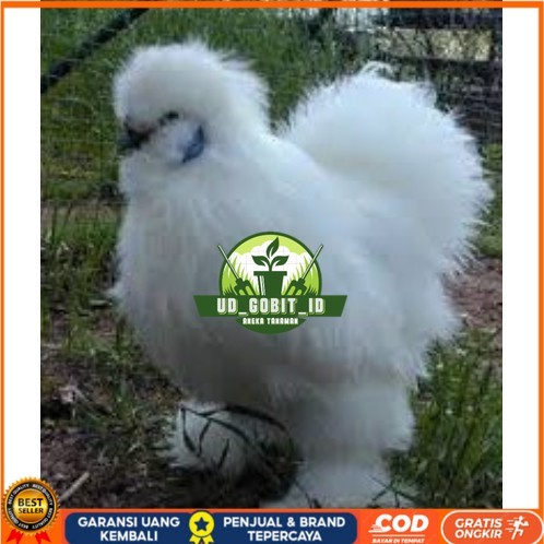 

TELUR AYAM HIAS KAPAS untuk di tetaskan UD_GOBIT_ID