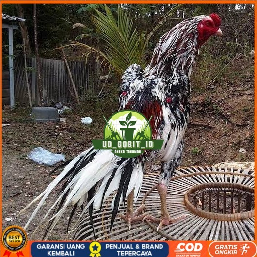 

Telur ayam bangkok ekor lidi / telur ayam hias fertil siap cod UD_GOBIT_ID