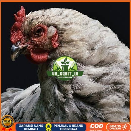 

Telur ayam arab / telur ayam hias / telur fertil siap cod UD_GOBIT_ID