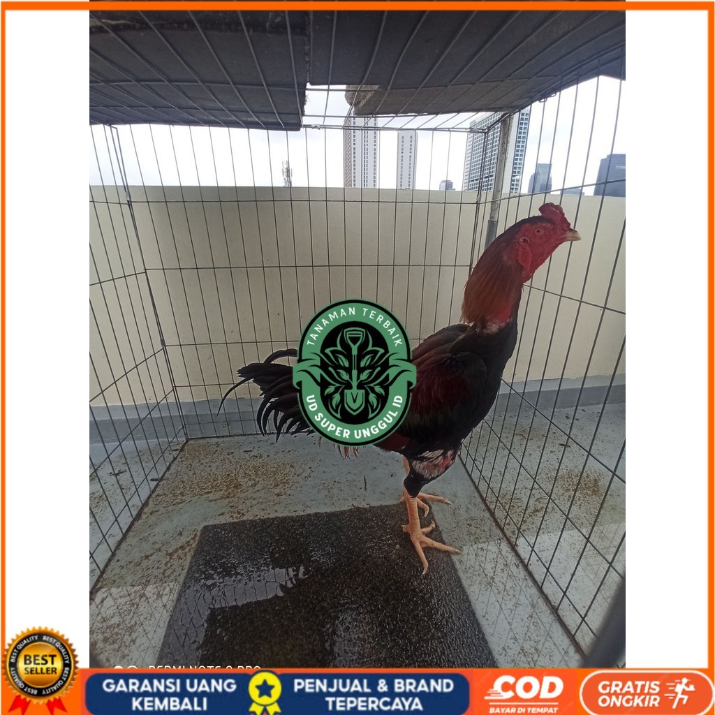 

Telur ayam bangkok shamo taiwan / ayam petarung aduan bisa ditetaskan UD_SUPER_UNGGUL_ID