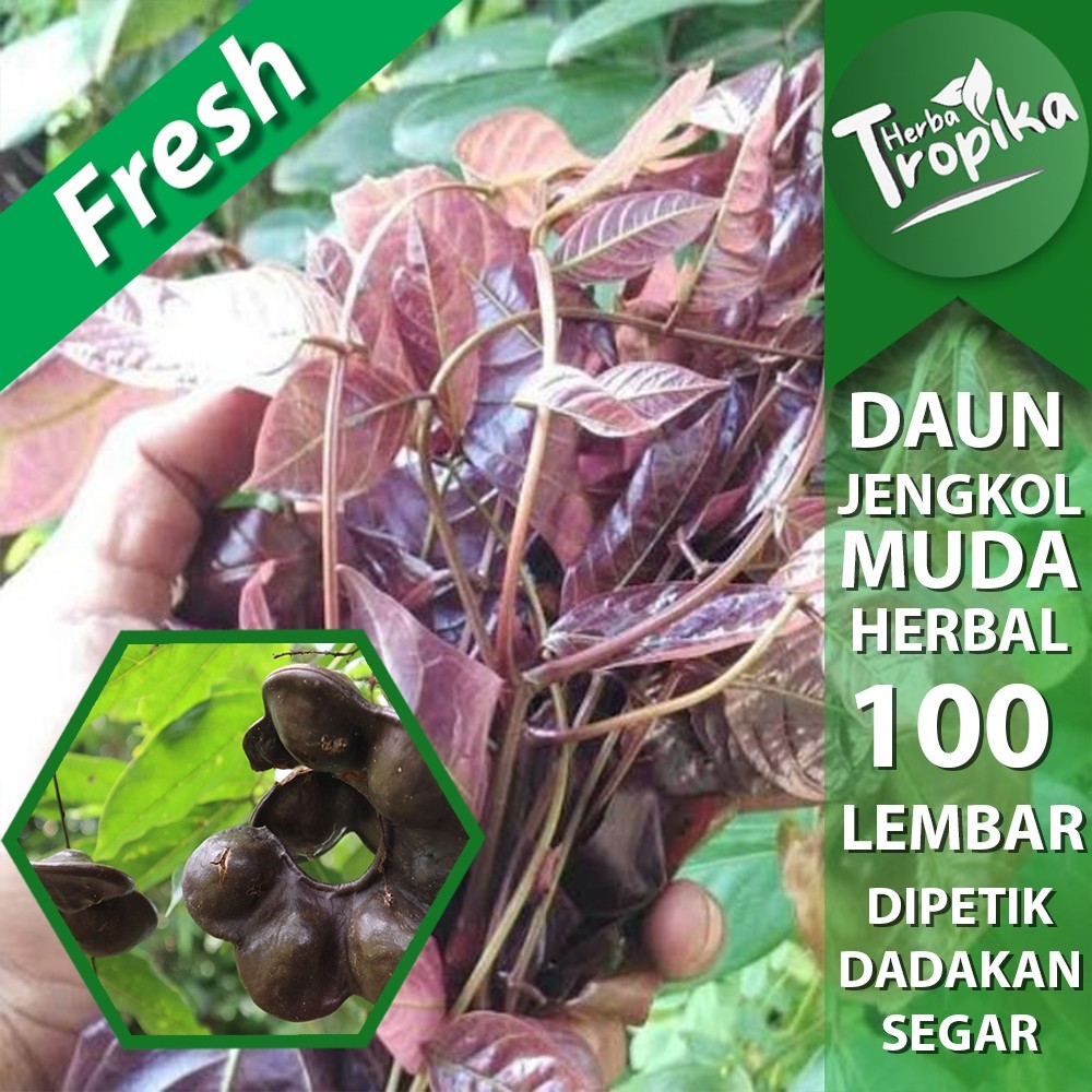 

Daun jengkol segar 100 lembar sayur herbal alami Toko herba tropika