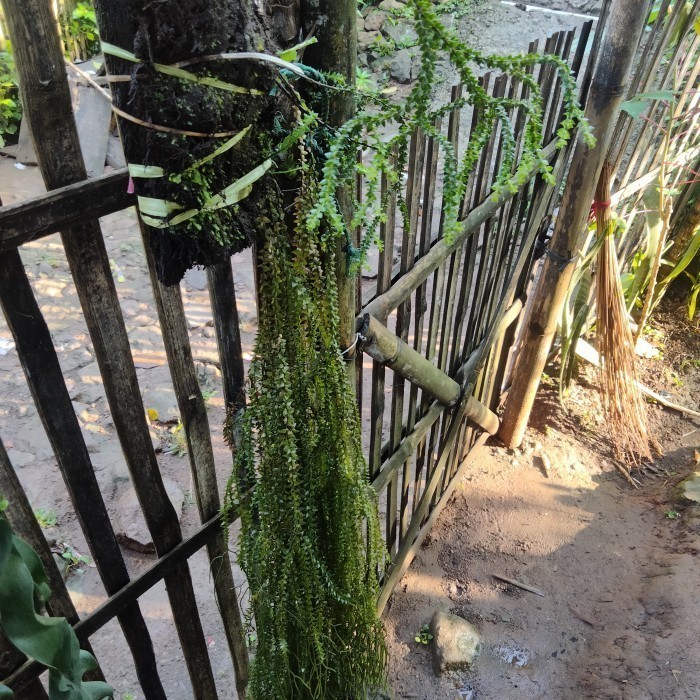 

tanaman hias kumpay cantik