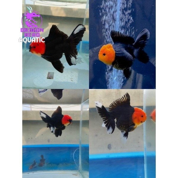 Oranda tanco trico 7-9 cm / ikan mas koki oranda tanco import / tricolor fancy