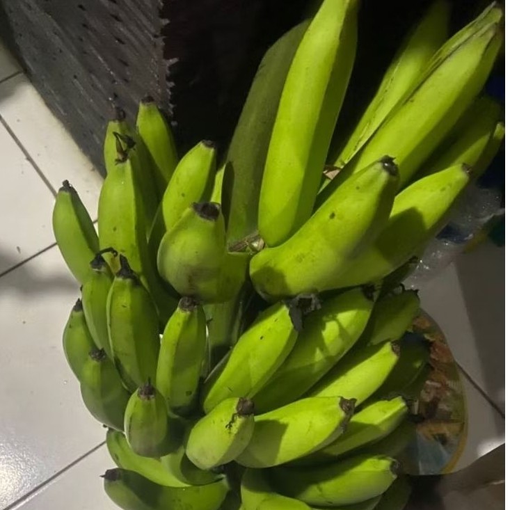 

Buah Pisang Mentah JG PB Pisang Bangkaulu Fresh