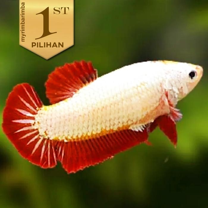 hiasan PREMIUM Cupang Betina Red Dragon  Hias Aquascape Hiasan Aquarium Tanaman